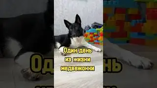 Один день из жизни медвежонки 🐕 #питомцы #собака #щенок #dog #puppy