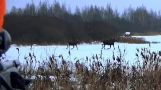 ЭТО НАДО ВИДЕТЬ!!! БЛОГЕР НА ЗАГОННОЙ ОХОТЕ))) ЧУТЬ ВСЕ НЕ ПРОЕ.........