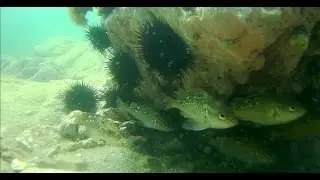 Маленькие окуни бухты Тинкан. Японское море. Подводная съёмка.