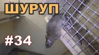#34. Охота на КРЫС с комплексом 