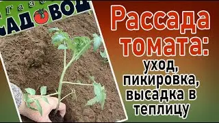 РАССАДА ТОМАТА: уход, пикировка, высадка в теплицу