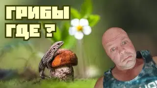 Грибы 2022, 18 июня. Есть ли смысл идти в лес искать грибы?