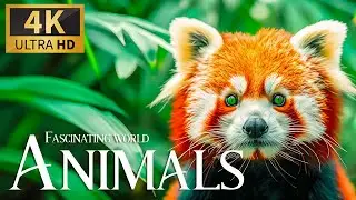Untold Secrets of World Animals 🐯 4K Relaxation Film 🐾 Piano Music