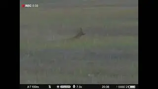 Мозырский боор. охота на самца косули с подхода. 2022г. pulsar digex c50