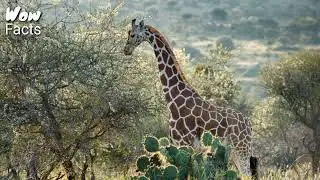 Most amazing facts about Giraffe | Meet the Animals | Documentary about Giraffe | Wow facts