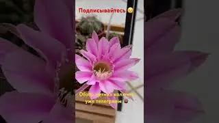 Летнее цветение кактусов ⚡️можно посмотреть в телеграмме😉