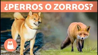 10 RAZAS de PERROS que parecen ZORROS 🦊 ¡Descúbrelas!