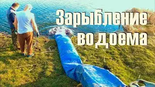 Зарыбление водоема 