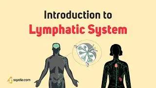 Introduction to Lymphatic System | Basic Anatomy and Physiology Animations