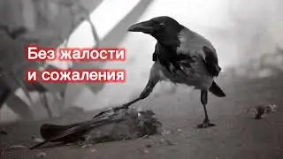 Серая ворона  бескомпромиссный  убийца . crow hunting