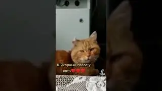 КОТ ПОЁТ ВМЕСТЕ С ХОЗЯИНОМ