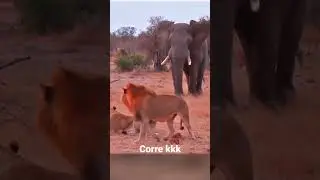 Leão x Elefante #lion #elephant
