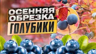 Обрезка голубики осенью. Тонкости и нюансы осенней обрезки голубики.