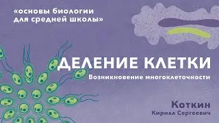 6. Деление клетки. Возникновение многоклеточности