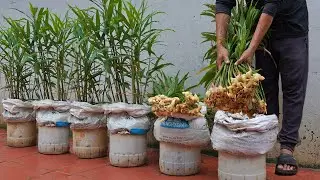 [Home Gardening] How to grow ginger at home for your family to eat all year round