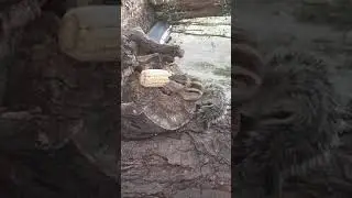 Squirrel  feasting on corn cob