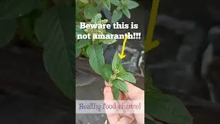 beware this isn't amaranth ( looks like but weed) 👁️👄👁️ #shortsfeed