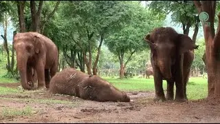 Afternoon Nap Time for KhamLa! - ElephantNews