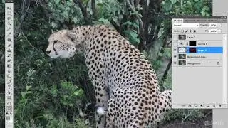 How to Be a Commercial Photographer : Photoshop: Repairing a Wildlife Image