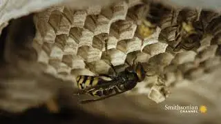 Fascinating: Hornets Build An Elaborate Nest Inside a Tree