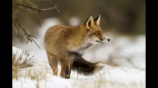 Охота на лисицу с мелкашкой. Выстрел на 100 метров / Fox hunting with 22LR. Shot at 100 meters