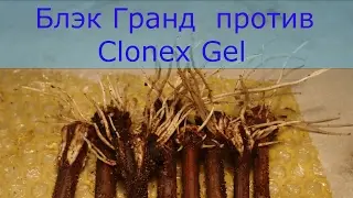 Блэк Гранд против Clonex Gel.