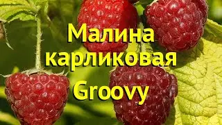 Малина карликовая Груви. Краткий обзор, описание характеристик rubus idaeus Groovy