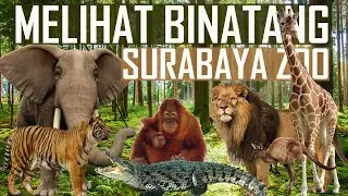 AYO MELIHAT BINATANG DI KEBUN BINATANG SURABAYA TERBARU, WISATA SURABAYA