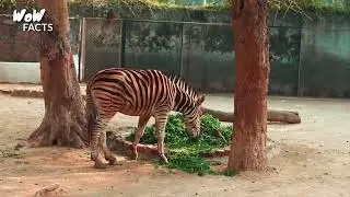 Most Amazing facts about Zebra | Complete Documentary about Zebra| Wow facts | Hindi/Urdu