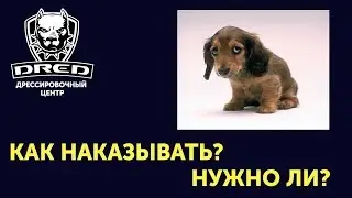 Как правильно наказать собаку?Когда наказывать собаку?Можно наказывать собаку?Можно бить собаку?