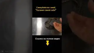 Змеи самоеды. Зачем они это делают?