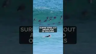 Cowabunga 🏄🐬