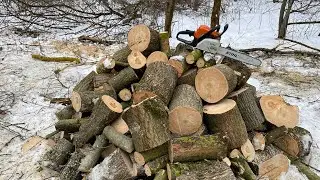 Пилим дрова в лесу Бензопила Штиль 180