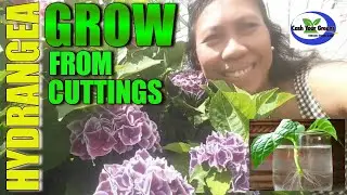 HOW TO GROW HYDRANGEA FROM CUTTINGS   🌺 🌺