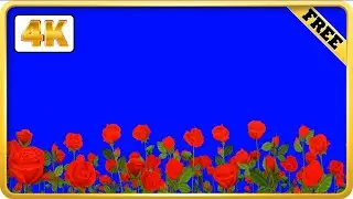 Field  of Red rose moving blue screen background loops