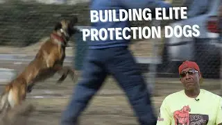 I Spent Years Building ELITE Protection Dogs Here's What I Learned