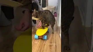 Cat Skateboard Training 