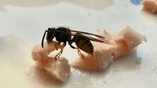 Heute Vormittag war ich Tierfilmer 😉