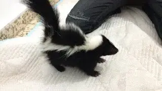 Baby skunk Stripey playing