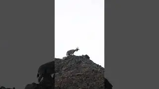 Spotted bharal(blue sheep) in spiti valley 🏔️ 