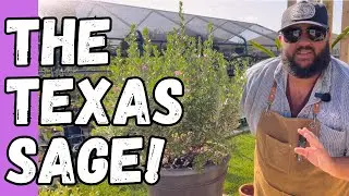 Texas Native Texas Sage! | Texas Garden Guy Plant of the Week Ep. 101