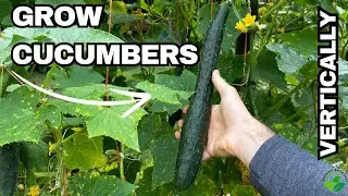 How to Grow Cucumbers Vertically - Proven Tips for Big Yields!