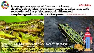 A new golden species of Diasporus - Science News and Research News