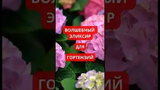 Уход за гортензией. Советы опытных садоводов