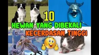 10 HEWAN PINTAR YANG DIBEKALI KECERDASAN TINGGI 😱👏