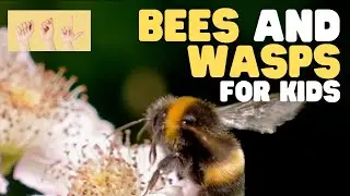 ASL Bees and Wasps for Kids