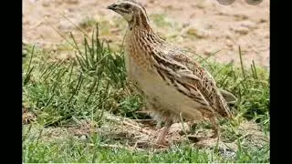 batair ke awaz soba kleyi,B for quail hunting