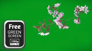 cherry blossom tree green screen | tree branch moving green screen | green screen tree