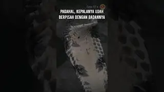 Kepala Ular Kobra yang Sudah Dipenggal Tapi Masih Bisa Menggigit? 