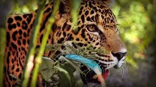Amazon Planet (part 4/5)